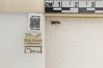 Media type: image;   Entomology 773045 Aspect: Labels